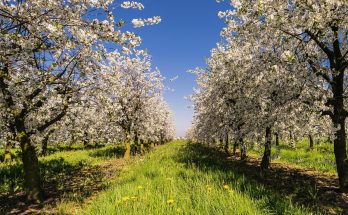 Calendarul tratamentelor la pomi fructiferi